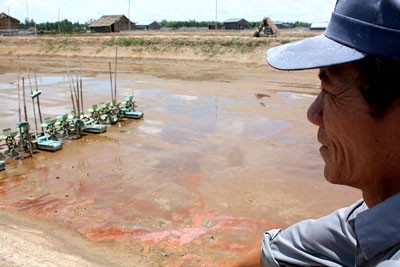Several shrimp breeding ponds lie vacate because of fear of disease (Photo: SGGP)